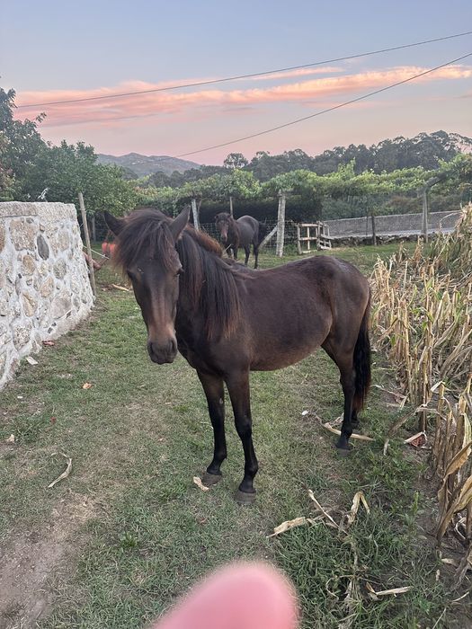 Para venda cavalo garrano