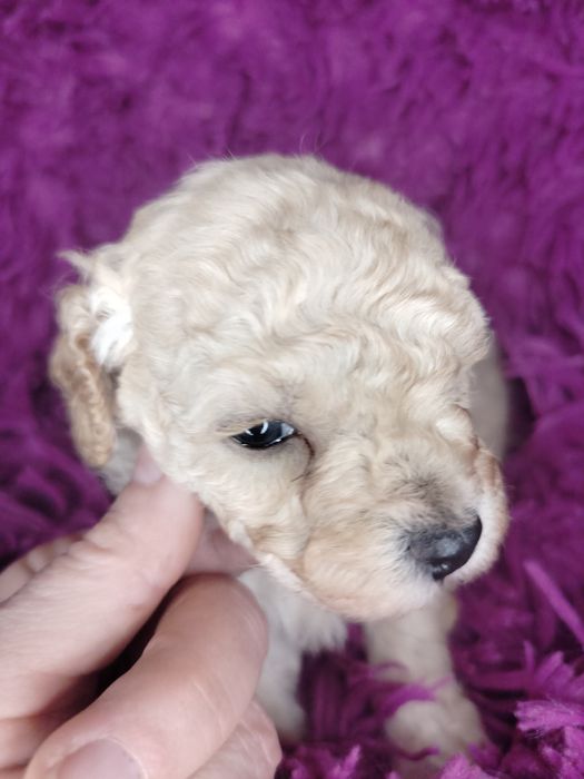 Pudel Toy/Miniatura w kolorze creme-apricot.

Rodzice maluszków to m