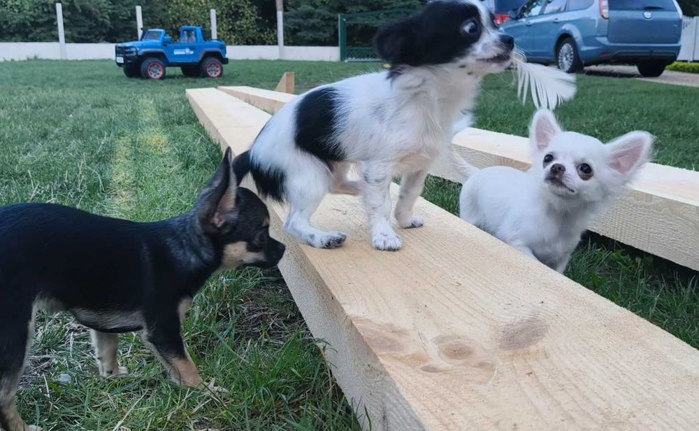 Chihuahua długowłosy chłopiec.