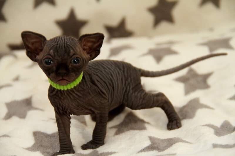 Белые и чёрные котята