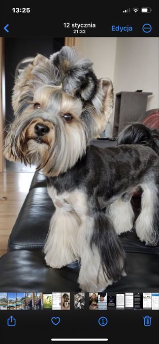 Strzyżenie i pielęgnacja psów i kotów hotel dla zwierząt