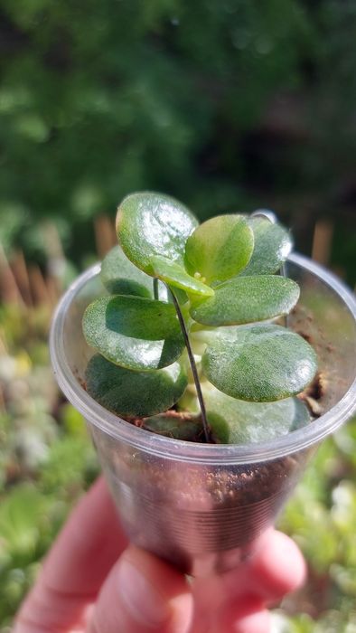 Crassula Mosaic Крассула Мозаика