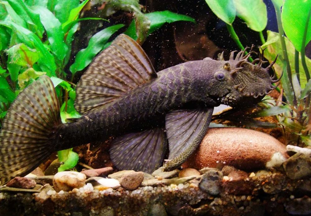 Glonojad - Zbrojnik niebieski - Ancistrus dolichopterus - dowozimy
