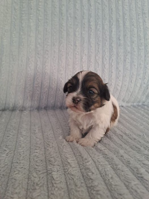 Piesek Hawańczyk do REZERWACJI