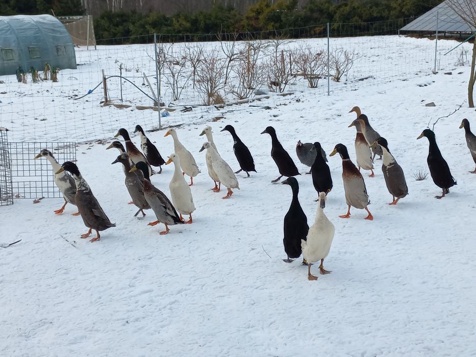 Jaja lęgowe, biegus indyjski