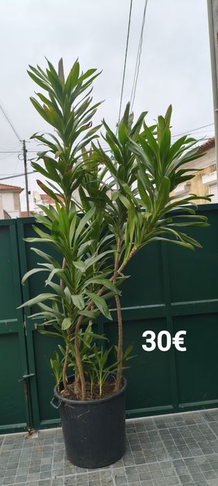 Plantas e suculentas