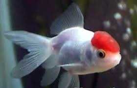 GB Welon Lwia Główka Welonek Biały z Czerwoną Głową ,,Złota Rybka ''