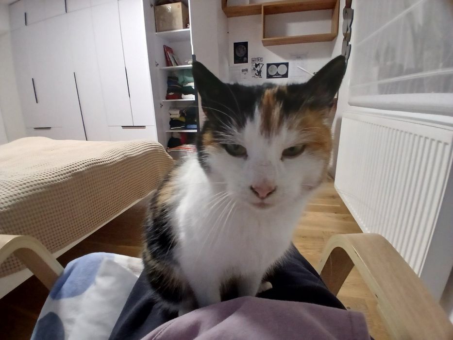 Віддам кицю в добрі руки