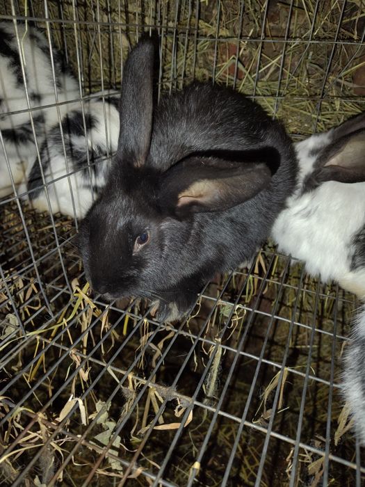 Кролики кролі,самець Полтавське срібло