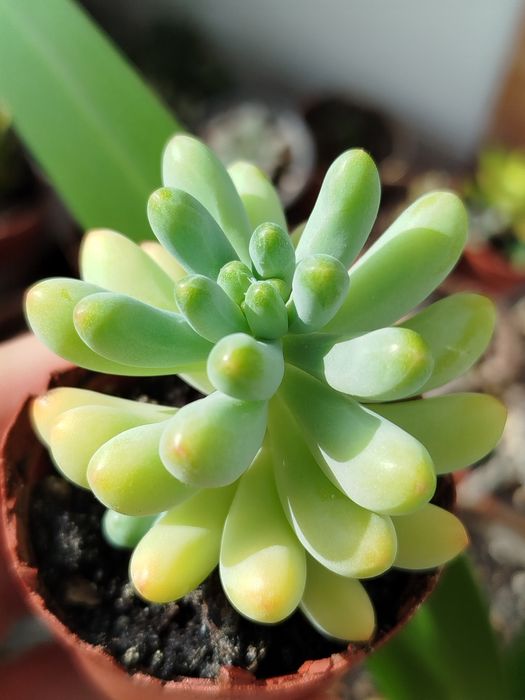 Суккуленти по 15 грн