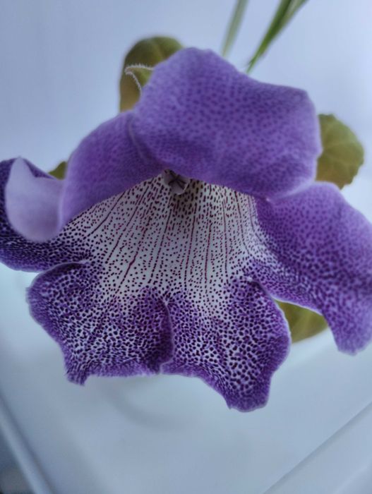 Глоксинія фіолетова срочно