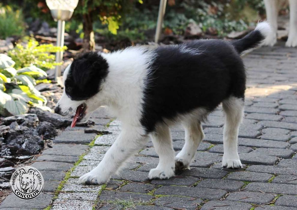 Border Collie Coli - piesek standard czarno-biały. Rodowód, przebadani rodzice.