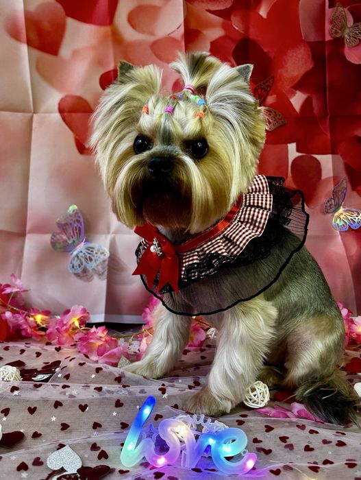 Грумер. Грумінг салон «WooHo». Стрижка тварин.