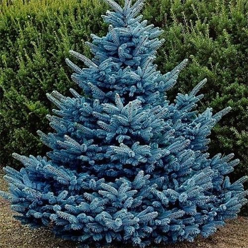 Саджанці ялинки ОПТ–Роздріб / Саженцы елки ОПТ–Розница