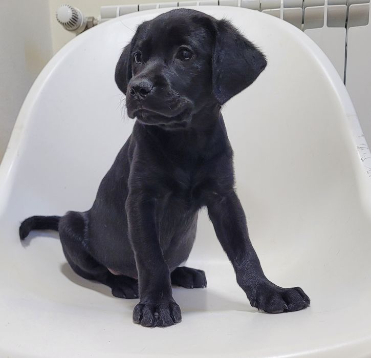 Labradora preta bebé
