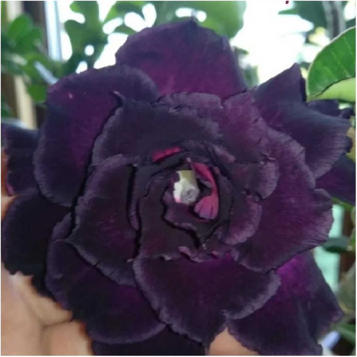 Адениум привитый Love in а fallen city