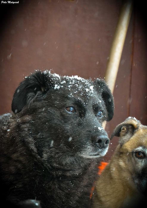 Bratek w 2019 roku  został złapany na polu