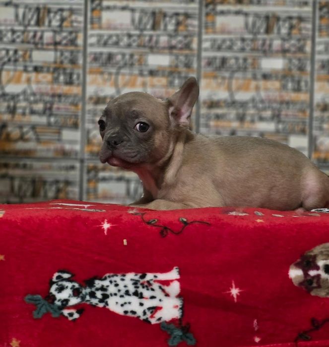 Buldogue Francês Macho Blue Fawn