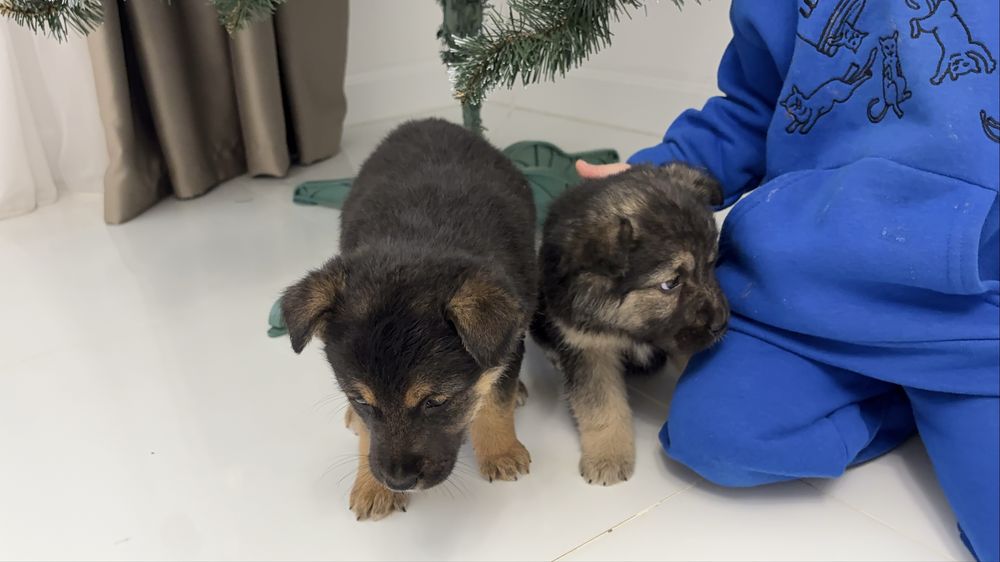 Віддамо у добрі руки