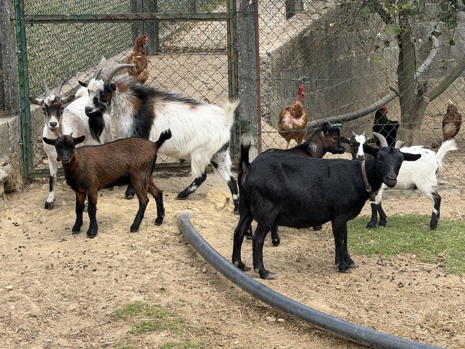 Rebanho de 6 cabras anas( vendo separado)