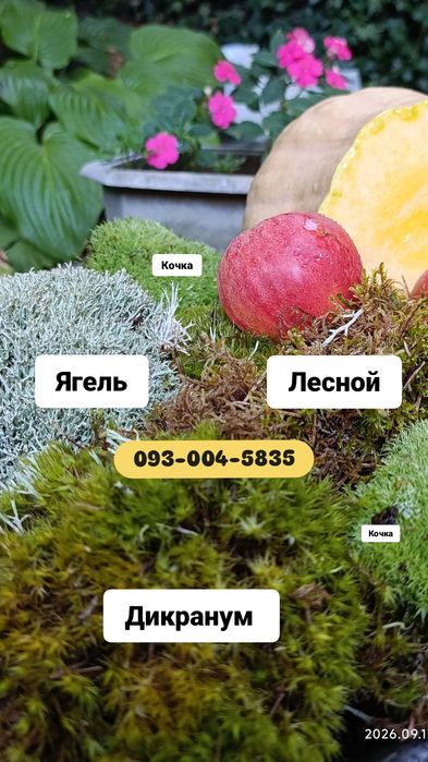 Мох для улиток ахатин , аквариума,террариума,др питомцев