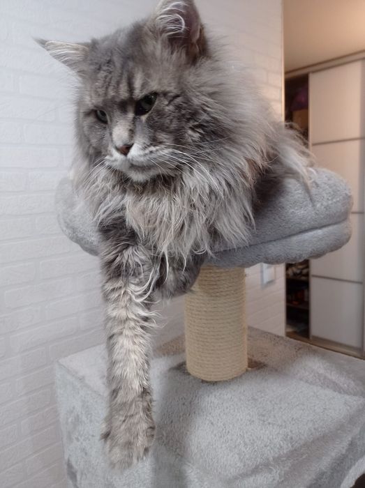 Śliczna kotka Maine Coon