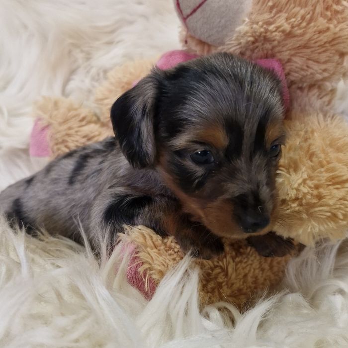 **HEIDY**jamnik miniaturowy sunia  blue merle krótkowłosa