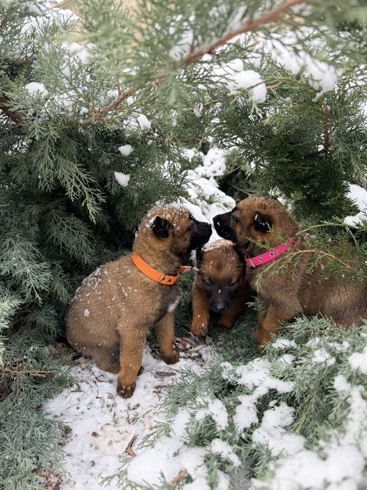 Щенки с документами  Бельгиской
