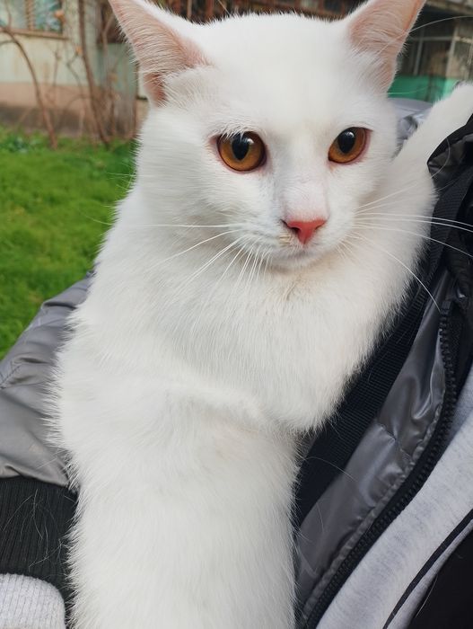 Відам безкоштовно