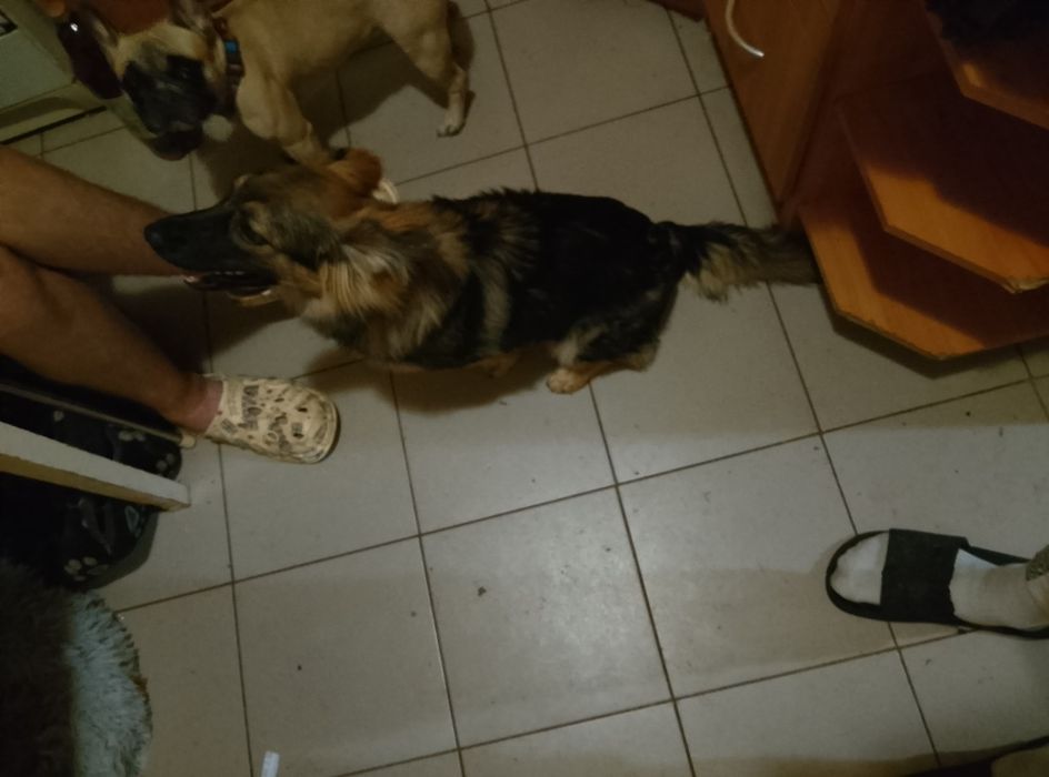 Відам собаку в хороші руки. Безкоштовно, Міні Овчарка