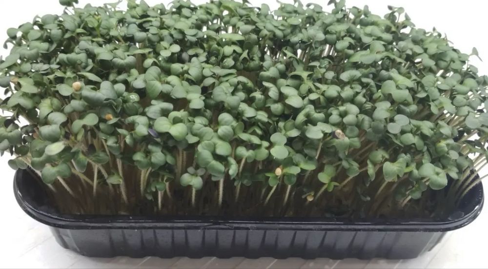 Мікрозелень гірчиця