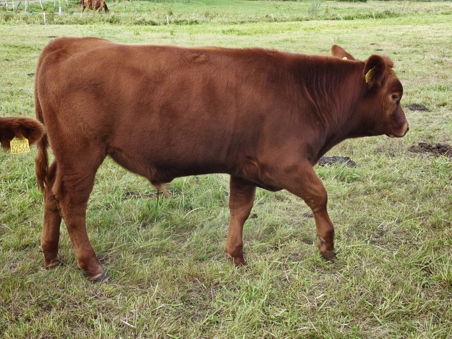 Buhaje mięsne Angus Czerwony, byk, odsadek, pod oceną