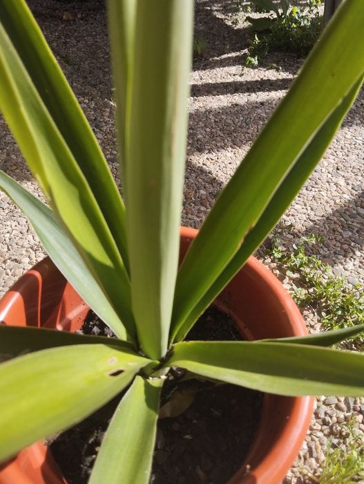 Plantas Suculentas para o Natal