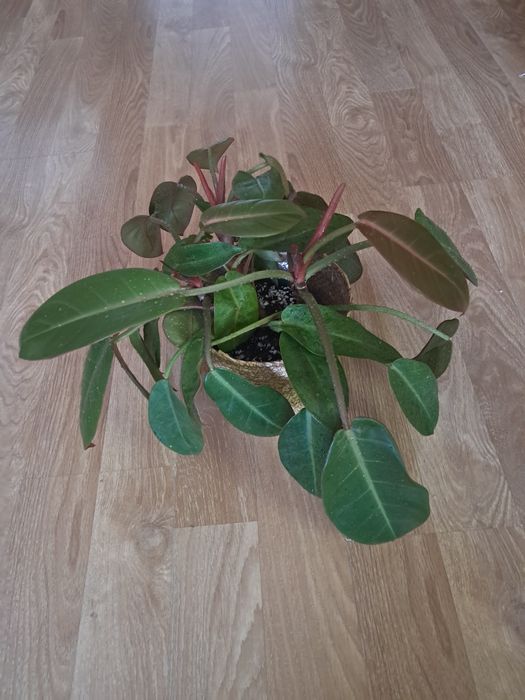 Philodendron, filodendron