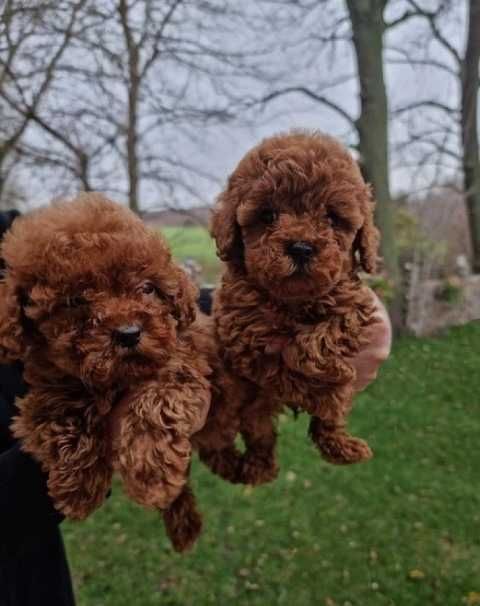 Справжні міні пуделяшки тойчики