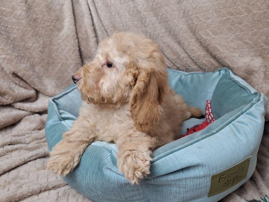 pudel miniaturowy piesek