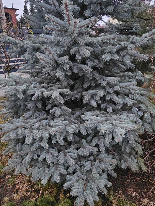 Świerk 2m choinka do wycięcia wykopania