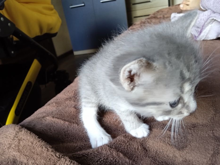 Кицька сямська з голубими очима