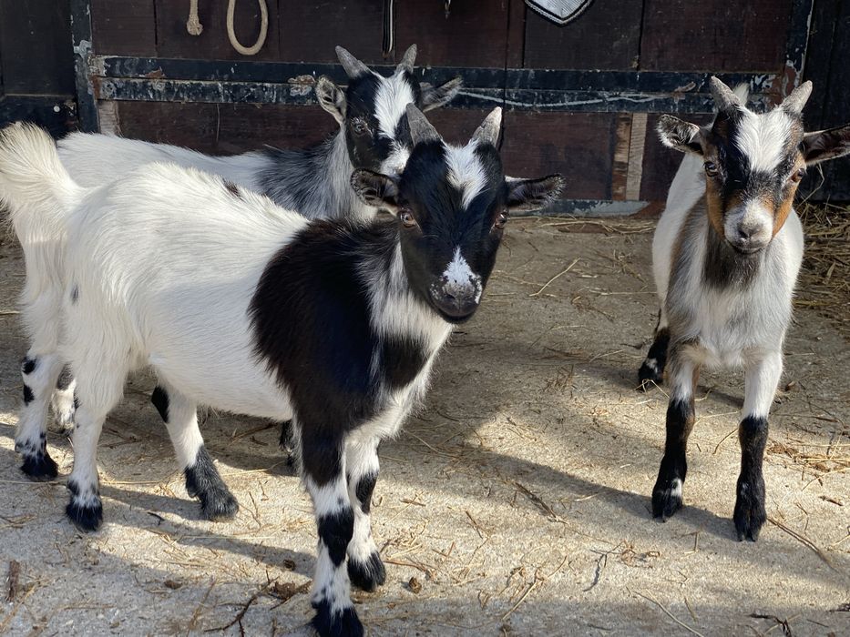 Cabra anã para venda