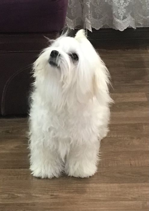 Неймовірно вродлива білосніжна Мальтійська принцеска (з документами кл