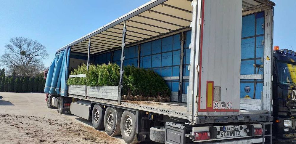 Tuja szmaragd PRODUCENT 30 - 150 cm - RABATY