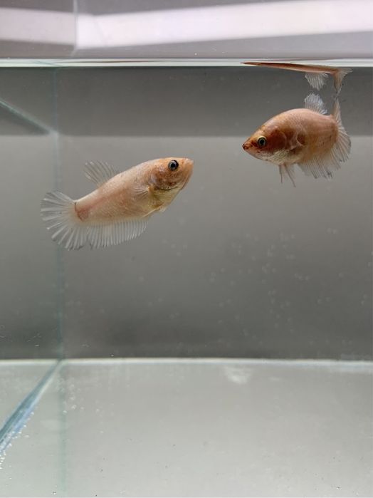 Вуалеві півники