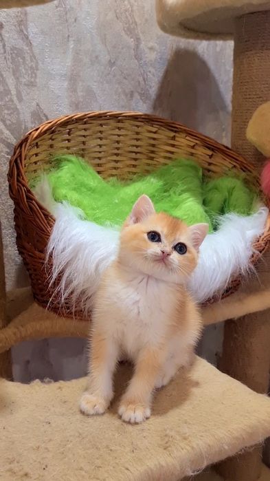Яркие крутые малыши золотая шиншилла