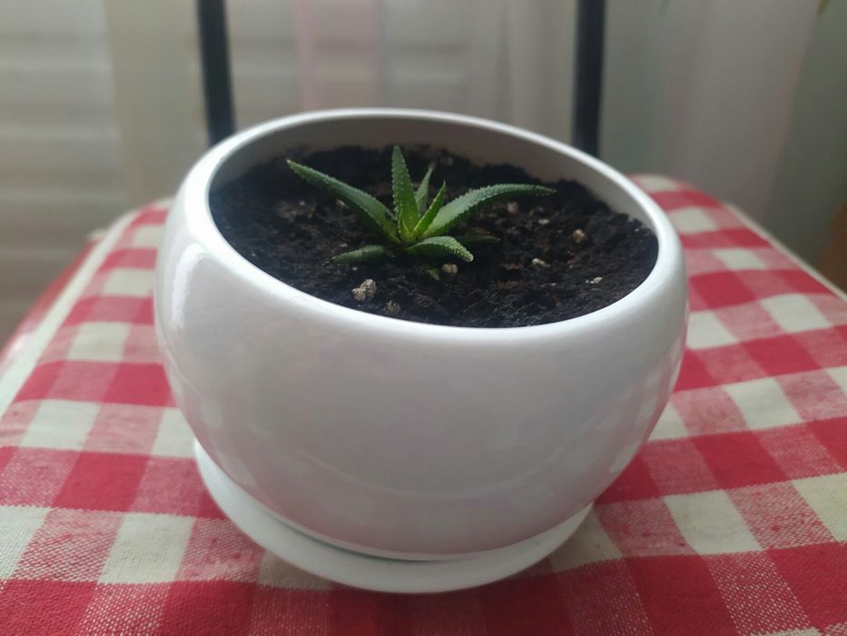 Хавортия сажанцы