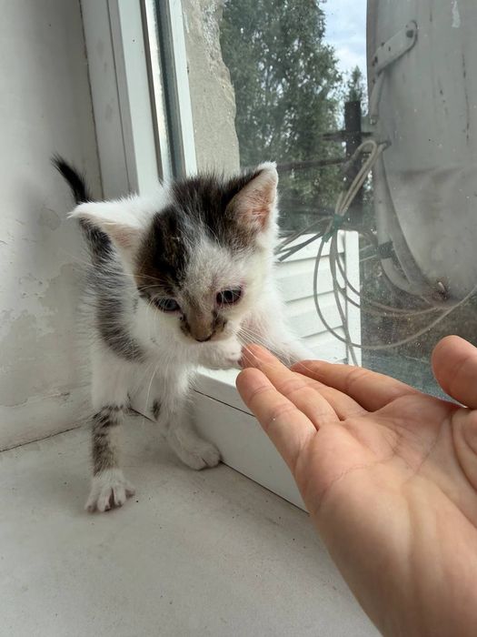 отдам_ котята _ кошки_ леон