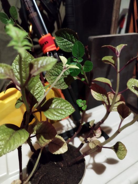 Komarzyca sadzonka ukorzeniona