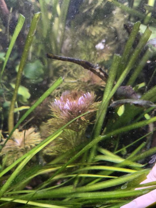 Podias de Limnophilia