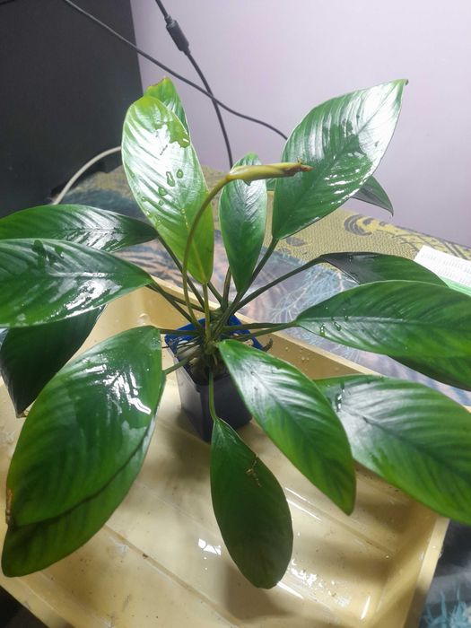 Анубиас  Пинера, хастифолия, глабра  и другие.