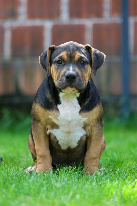 Szczeniak American Bully XL