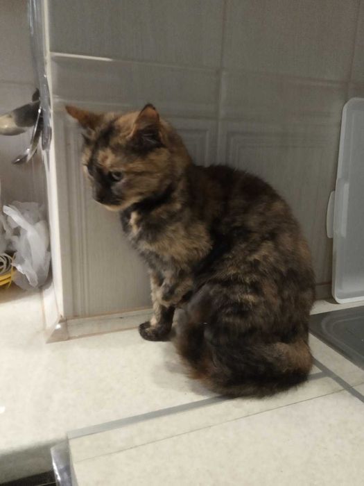 Киця-інвалід теж хоче бути улюбленою